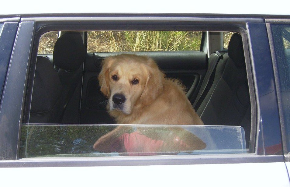 New Regulations Taking Pets into the UK Amovate