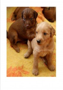 Puppies Needing a Home