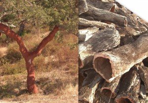 Cork Oak Trees
