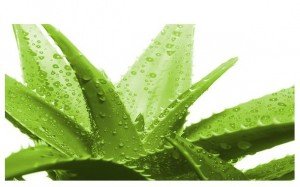 Aloe Christmas – in aid of AEZA