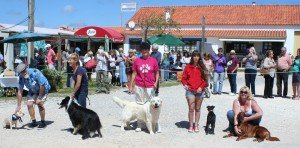 Costa Vicentina Dog Show
