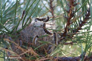 Beware! – Processionary Caterpillars