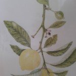 Examples Of Some Of The Products (13)