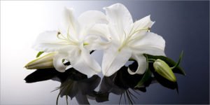 Steve Nicholls – Update