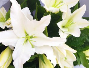 Charlie Hollis – Update